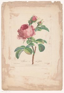 Rosa centifolia da Pierre François Legrand