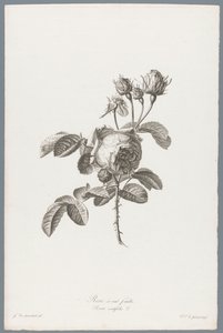 Rosa centifolia da Pierre François Legrand