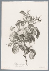 Rosa centifolia da Pierre François Legrand