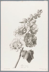 Stokroos da Pierre François Legrand