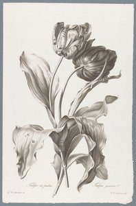 Tulipano da Pierre François Legrand