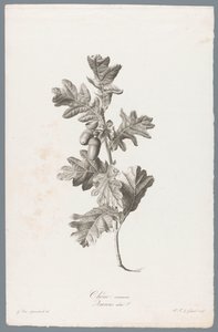 Quercia comune