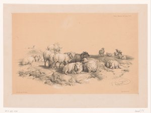 Studio di un gregge di pecore (Dierstudies van Cooper) da Pierre Frédéric Lehnert