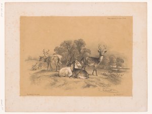 Studio di un branco di cervi nobili (Dierstudies van Cooper)