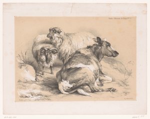 Studio di due pecore e una mucca