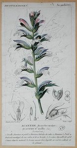 Acanthus Mollis, c.1820 da Pierre Jean Francois (after) Turpin