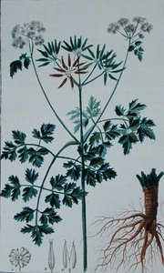 Tavola Botanica che raffigura il Cerfoglio, da 