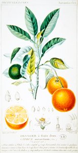 Citrus Aurantium o Arancia di Siviglia da Pierre Jean Francois (after) Turpin
