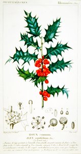 Agrifoglio (Ilex aquifolium) tavola botanica, c.1820