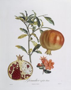 Melograno (Punica granatum) inciso da Henry Louis Duhamel du Monceau