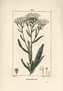 Achillea millefoglie da Pierre Jean Francois Turpin