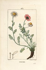Piretro africano, Anthemis pyrethrum (Anacyclus pyrethrum) con fiori, foglia, stelo e radici da Pierre Jean Francois Turpin