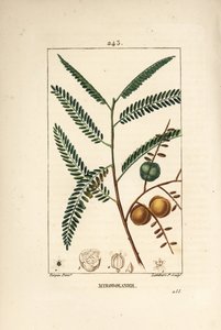 Amla (uva spina nepalese o indiana) da Pierre Jean Francois Turpin