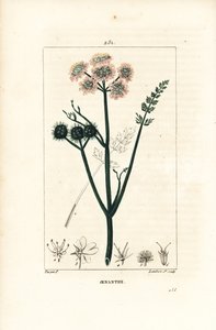 Oenanthe acquatica o finocchio d