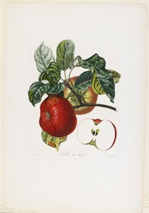 Belle de Havre (mela), da Traite des Arbres Fruitiers, 1807-35