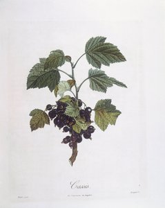 Ribes nero (Ribes nigrum) o cassis Noir de Bourgogne, tavola botanica di Pierre Jean Francois Turpin