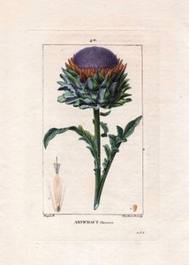 Botanica: carciofo - Pianta di carciofo, foglie e fiore, Cynara cardunculus. Incisione a puntasecca colorata a mano di Lambert da un disegno di Pierre Jean-Francois Turpin da Chaumeton, Poiret et Chamberet