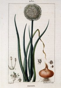 Tavola botanica della cipolla - in “Flora medica” di Chaumeton Chamberet e Poiret. Dipinto da E. Penckroute e J.F. Turpin. Ed. Penckroute. Parigi da Pierre Jean Francois Turpin