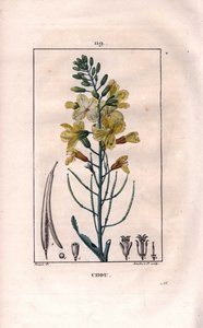 Botanica: fiore di cavolo da Pierre Jean Francois Turpin