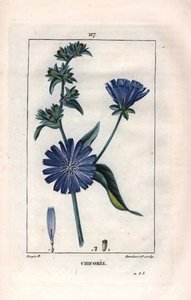 Botanica: cicoria con fiore - Pianta e fiore di cicoria, Cichorium intybus. Incisione a puntasecca colorata a mano di Lambert da un disegno di Pierre Jean-Francois Turpin da 