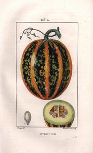 Botanica: zucca da Pierre Jean Francois Turpin