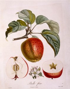Botanica - Rosaceae - mela 
