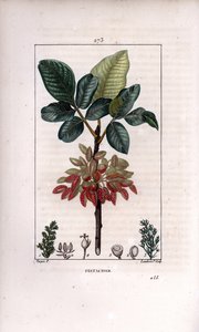 Botanica: Pistacchio, ramo e frutto (albero di pistacchio, Pistacia vera, con ramo, foglie, frutti maturi). Incisione a puntasecca colorata a mano di Lambert Junior da un disegno di Pierre Jean-Francois Turpin da 