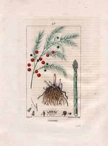 Botanica: Asparago - Radice, fiore e frutto di Asparagus officinalis