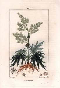 Botanica: rabarbaro - Pianta di rabarbaro, foglie e radici, Rheum rhabarbarum da Pierre Jean Francois Turpin
