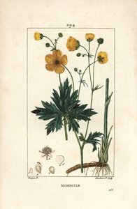 Ranuncolo - Ranunculus acris, con fiore, foglia, stelo e radice da Pierre Jean Francois Turpin