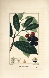 Alloro di ciliegio, Prunus laurocerasus da Pierre Jean Francois Turpin