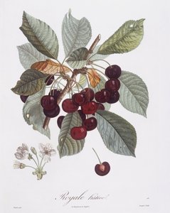 Ciliegio (Prunus avium), Henry Louis Duhamel du Monceau, tavola botanica di Pierre Jean Francois Turpin