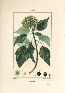 Edera rampicante, Hedera helix