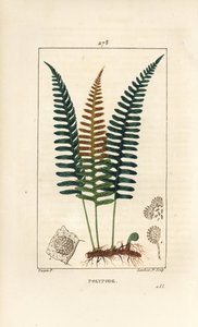 Polipodio comune, Polypodium vulgare, con foglia, seme e radice