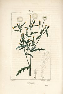 Senecio comune - Senecio vulgaris, con fiore, foglia, seme, stelo e contorno della foglia da Pierre Jean Francois Turpin