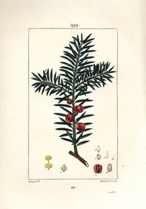 Tasso comune, Taxus baccata da Pierre Jean Francois Turpin