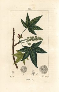 Copalm d