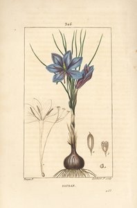 Crocus sativus, mostrando fiore, foglia, stelo, bulbo e stigma. Incisione a puntasecca colorata a mano di Lambert Junior da un disegno di Pierre Jean-Francois Turpin da Pierre Jean Francois Turpin
