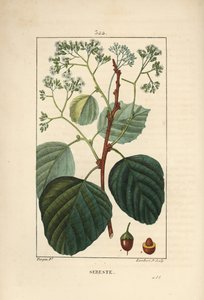 Sebestier domestico - Prugna assira o lasura, Cordia myxa, con fiore, foglia, stelo e frutto