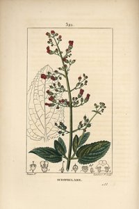 Scrofularia acquatica da Pierre Jean Francois Turpin