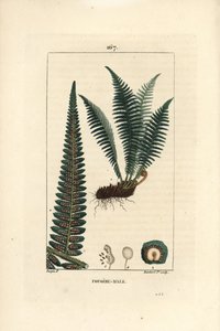Felce maschio - Felce maschio, Dryopteris filix-mas. Incisione a puntasecca colorata a mano di Lambert Junior da un disegno di Pierre Jean-Francois Turpin da 