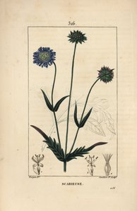 Knautia dei campi o scabiosa dei campi - Scabiosa dei campi, Knautia arvensis, con fiore, foglia, stelo, seme e contorno della foglia da Pierre Jean Francois Turpin