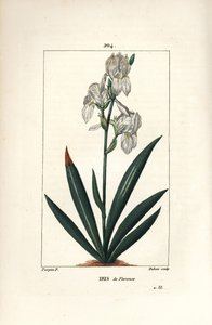 Iris fiorentino - Iris fiorentino, Iris florentina, fiore e foglia. Incisione a puntasecca colorata a mano di Dubois da un disegno di Pierre Jean-Francois Turpin da 