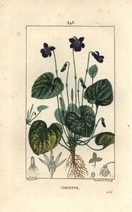 Viola odorata - Viola mammola da Pierre Jean Francois Turpin