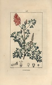 Fumaria officinalis da Pierre Jean Francois Turpin