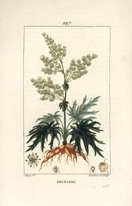 Rabarbaro da giardino - Rabarbaro, Rheum rhabarbarum (Rheum palmatum), con fiore, stelo, foglia, seme e radice da Pierre Jean Francois Turpin