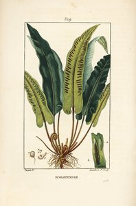 Felce lingua di cervo, Asplenium scolopendrium, con foglia, seme e radice. Incisione a puntasecca colorata a mano di Lambert Junior da un disegno di Pierre Jean-Francois Turpin da Chaumeton, Poiret e Chamberet