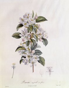 Fiore di biancospino (Crataegus azarolus), tavola botanica di Pierre Jean Francois Turpin da Pierre Jean Francois Turpin