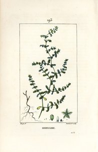 Erniaria glabra - Erba della rottura da Pierre Jean Francois Turpin