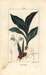 Crocus himalayano - Zedoaria, Koempferia rotunda, con fiore, foglia, stelo e rizoma. Incisione a puntasecca colorata a mano di Lambert Junior da un disegno di Pierre Jean-Francois Turpin da Pierre Jean Francois Turpin
